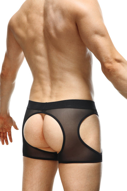 Boxer Mauny Jack-O-Lantern